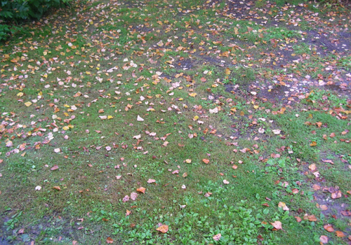 Осенний лист кружит и падает на землю